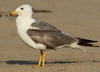 Larus armenicus